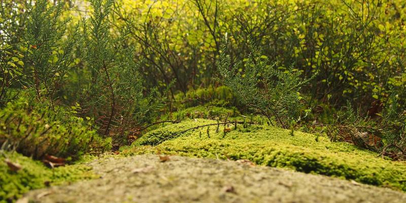 探寻日本匠人精神：从百年老铺的和风美学到当代制造业的职人魂