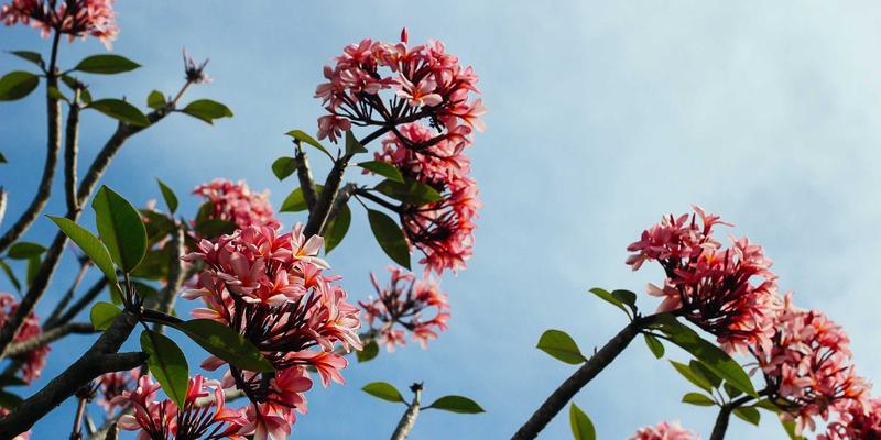 日本茶道中的禅宗思想：一期一会的精神内涵与当代启示